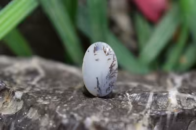 عقیق شجر برزیل