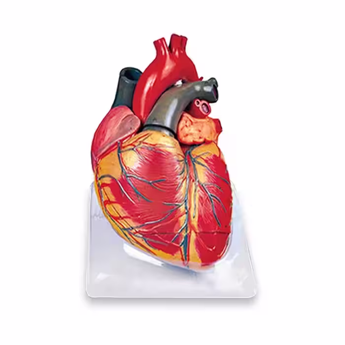 مولاژ قلب 3 برابر اندازه طبیعی