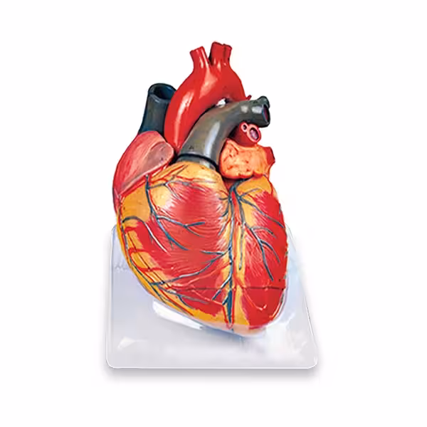 مولاژ قلب 3 برابر اندازه طبیعی