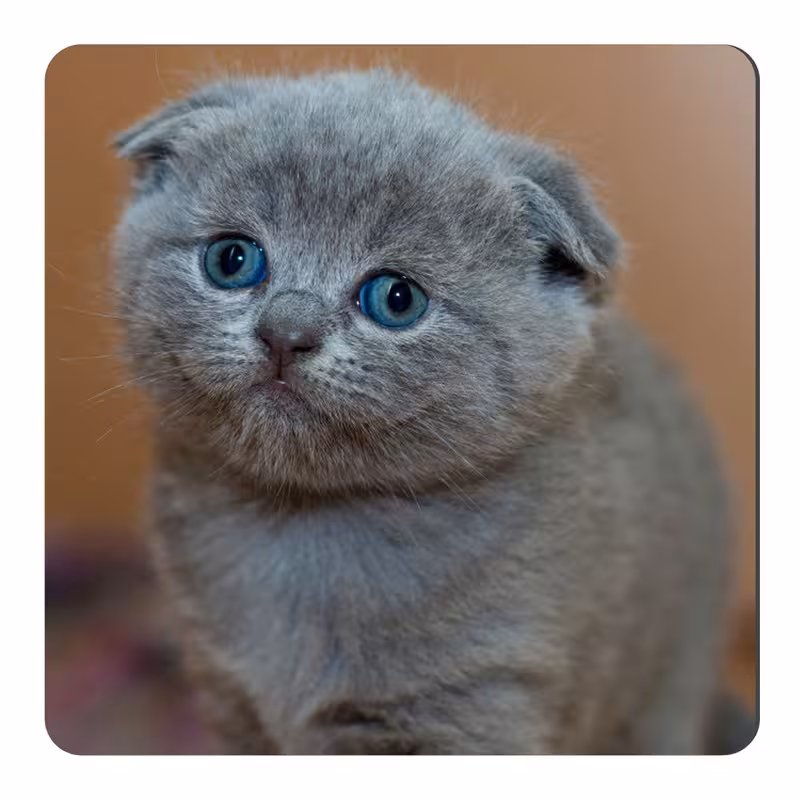 مگنت طرح بچه گربه کد NIM2546