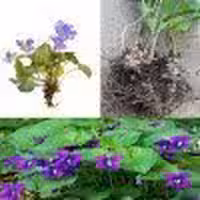 ریشه بنفشه معطر