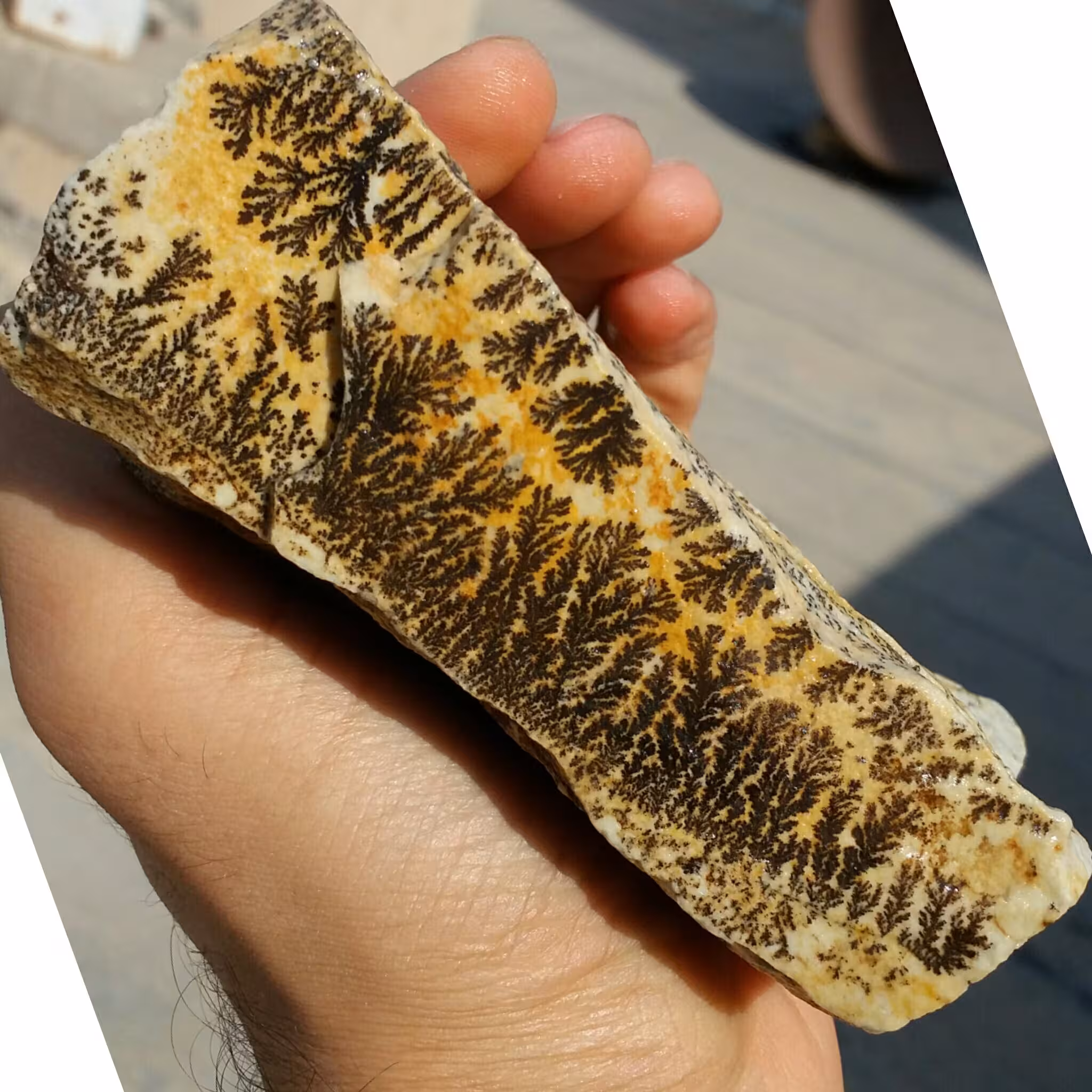 سنگ راف 100 در 100 طبیعی شجر دندریتی یا فسیلی غوولپیکر شاهکار خلقت
شجر واضح خاص
تصویر از دو طرف نمونه بی نظیر
کد 9464