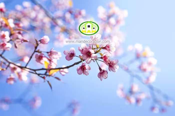 آسمان مجازی شکوفه کد 148