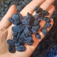 مویز   شیرین ازبک