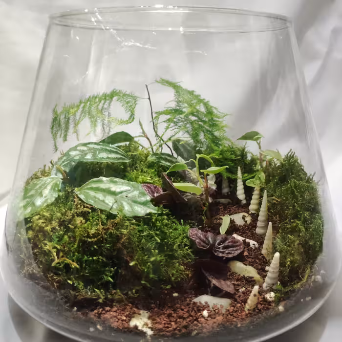 تراریوم مهربان  تراریوم سایز متوسط جنس ظرف شیشه ای 