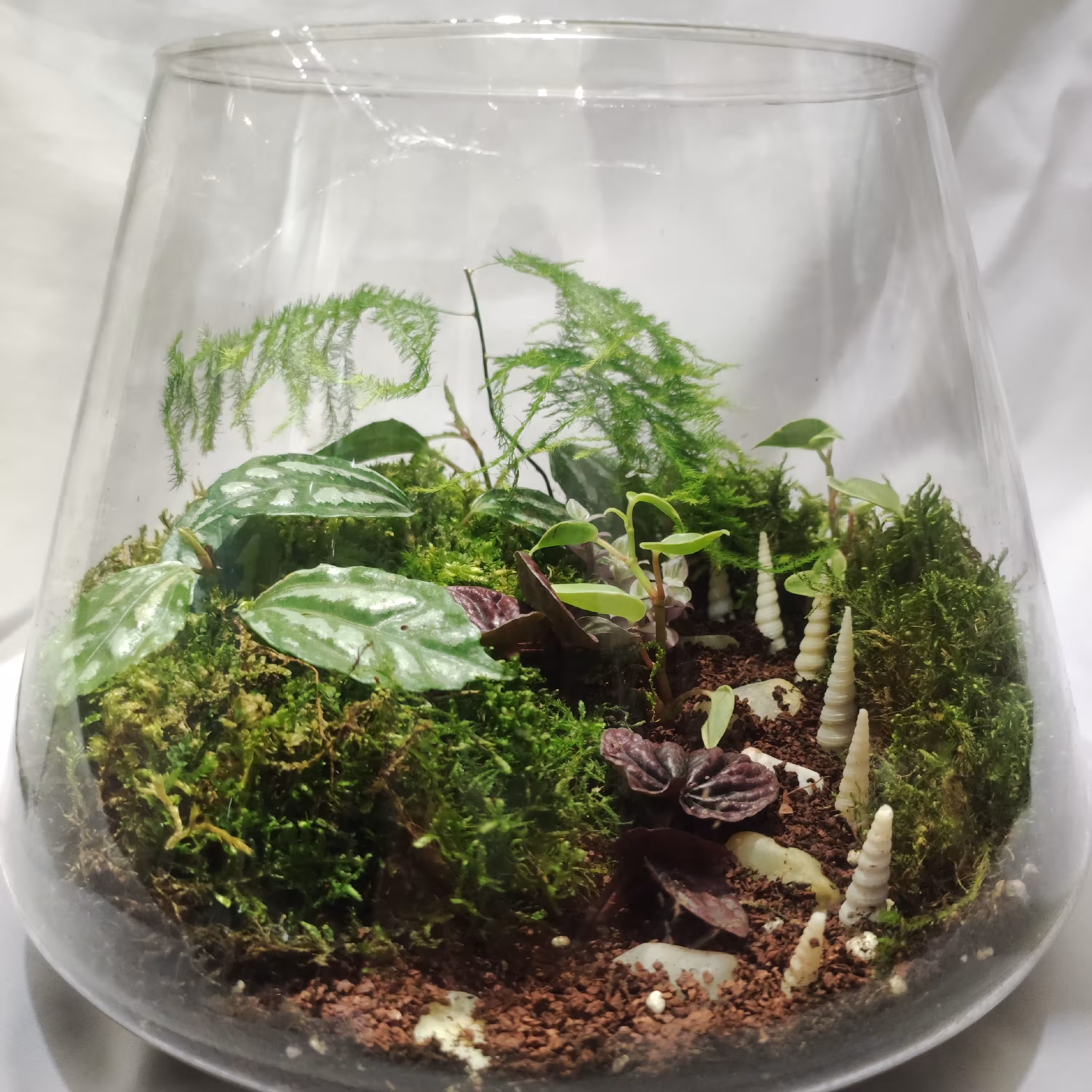 تراریوم مهربان  تراریوم سایز متوسط جنس ظرف شیشه ای 