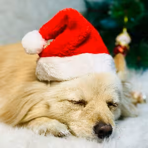 کلاه پت بابانوئل درجه یک کد 399