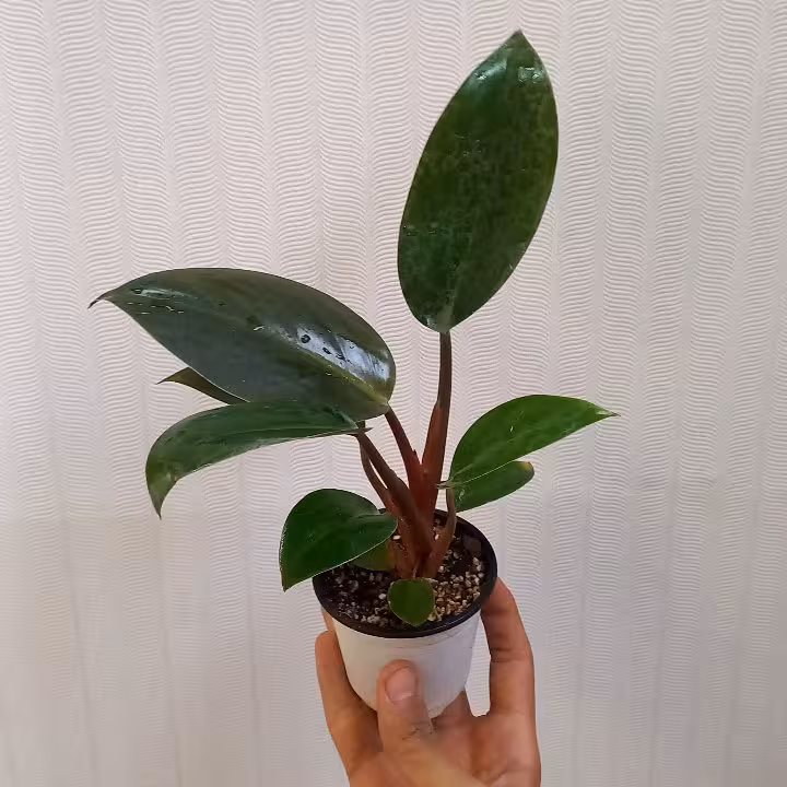 فیلودندرون بلک سایز گلدان 8 (پس کرایه)