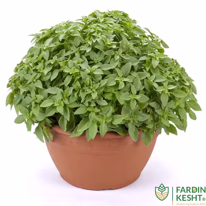 بذر ریحان بوته ای برگ درشت خوش عطر ایتالیایی بسته 50 عددی