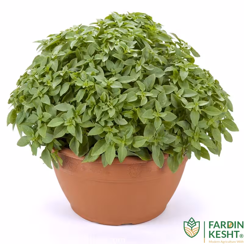 بذر ریحان بوته ای برگ درشت خوش عطر ایتالیایی بسته 50 عددی