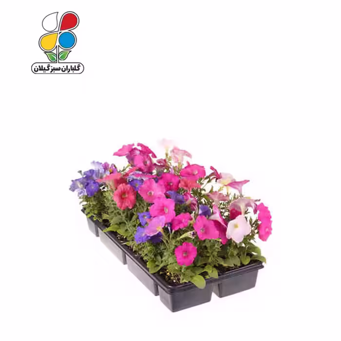بذر گل اطلسی بسته بندی بزرگ