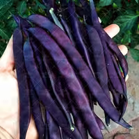 لوبیا بنفش کارمینات آمریکایی خانگی 10 عددی