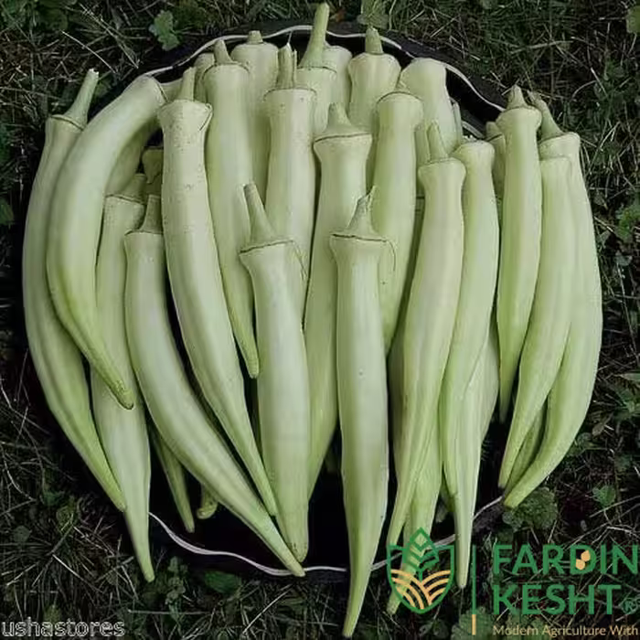 بذر بامیه سفید مخملی آمریکایی بسته 10 عددی