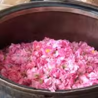 گلاب فوق اعلا دو آتیشه کاشان با ضمانت مرجوع در صورت عدم رضایت