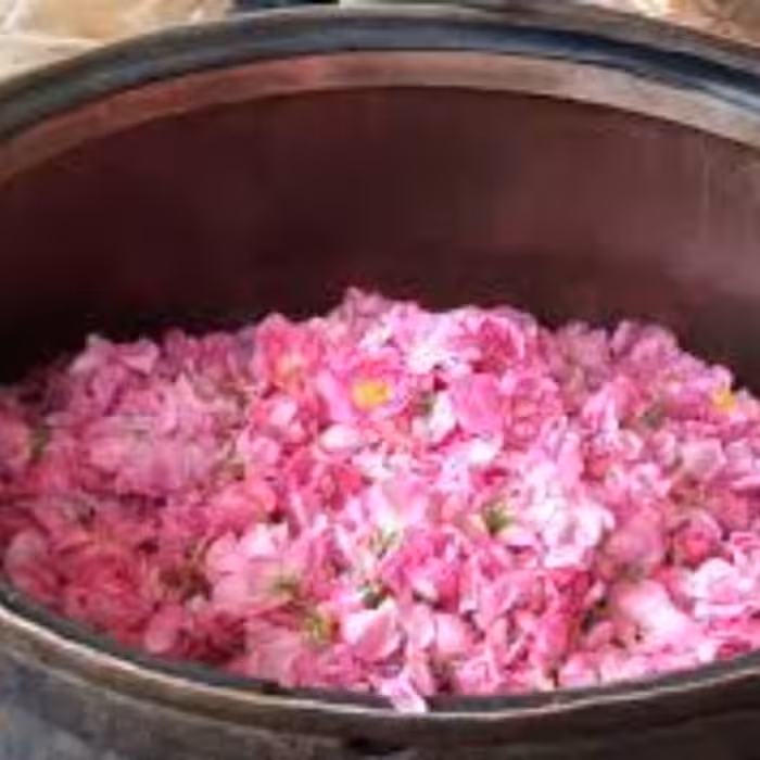 گلاب فوق اعلا دو آتیشه کاشان با ضمانت مرجوع در صورت عدم رضایت