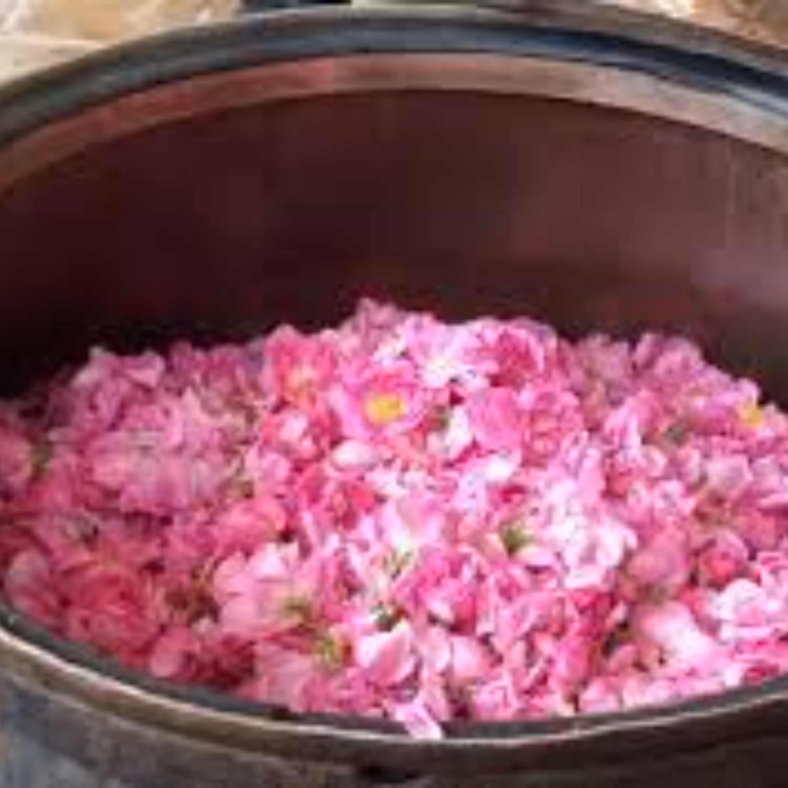 گلاب فوق اعلا دو آتیشه کاشان با ضمانت مرجوع در صورت عدم رضایت