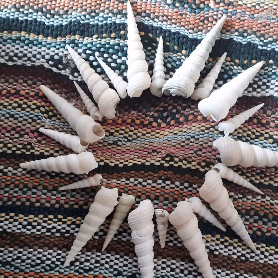 15عدد صدف زیبای تک شاخ  برای شمع و  رزین و  تزیینات از  دو سانت  تا پنج سانت   میکس از سایزهای مختلف است 