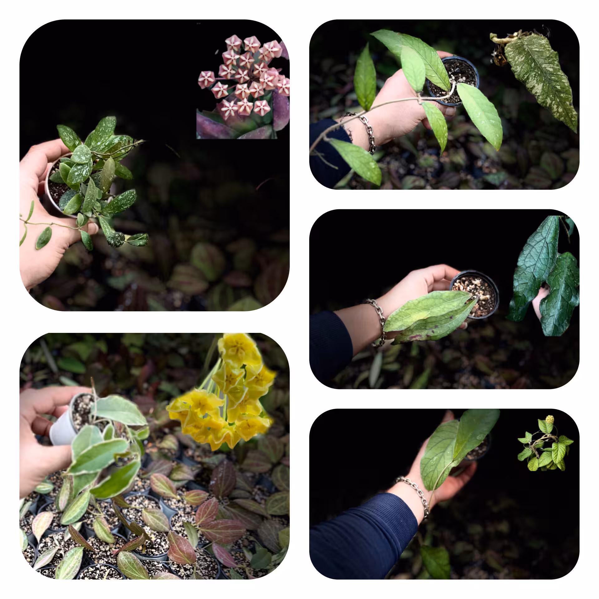 پکیج سیزدهم فوق کلکسیونی و کمیاب بلک فرایدی