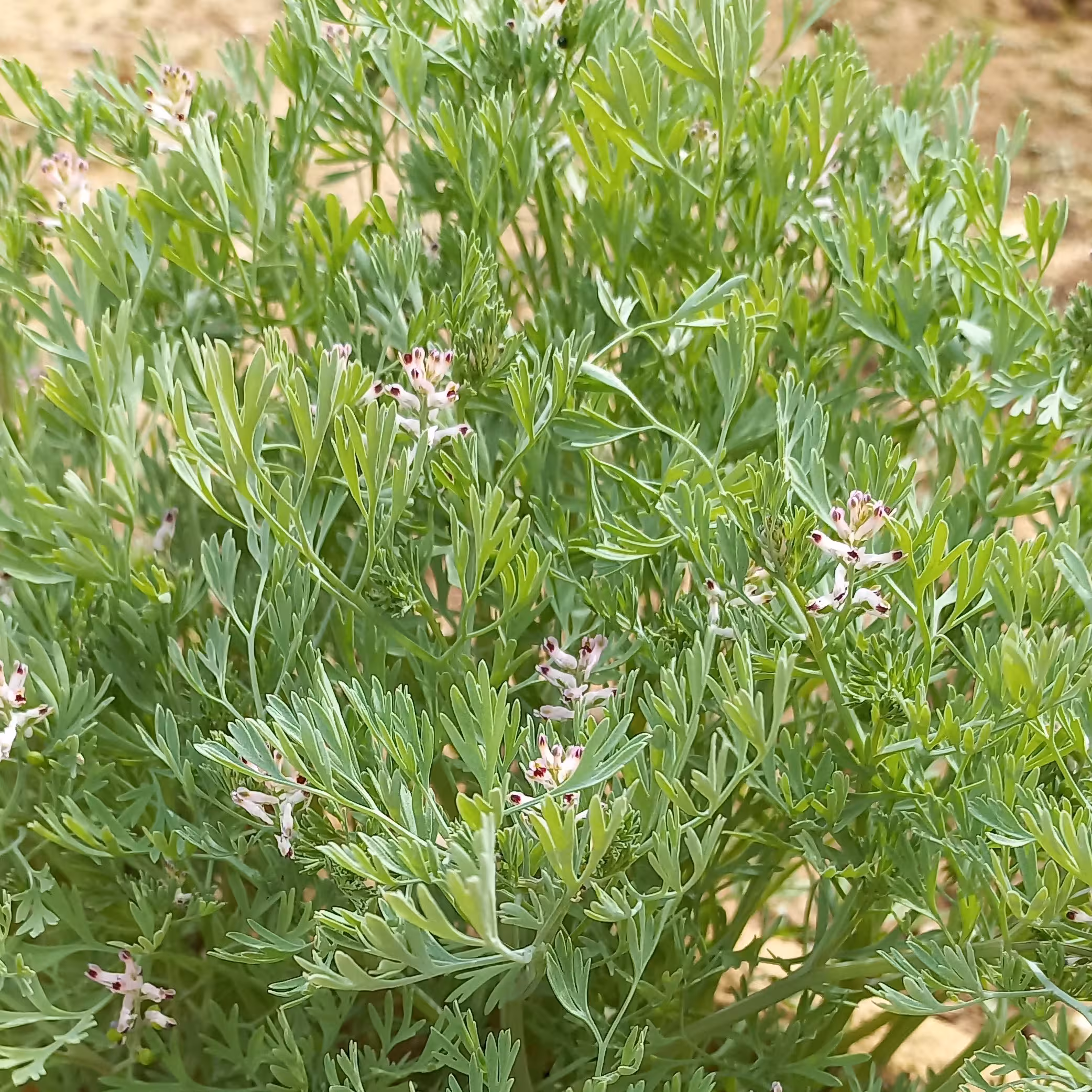شاتره خشک امسالی  در وزن 500 گرمی