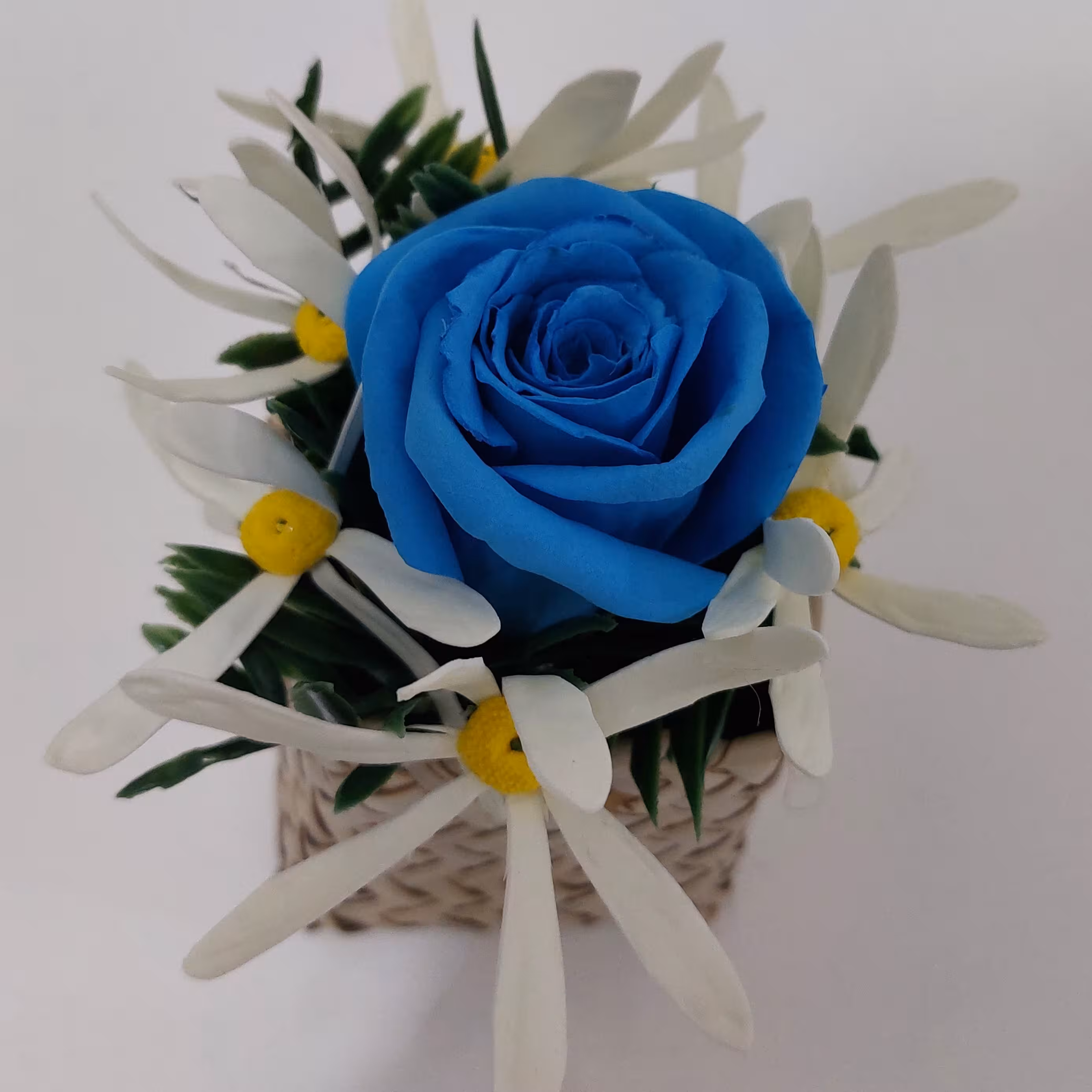 گلسازی گل همیشه بهار (باکس گل رز آبی و بابونه)