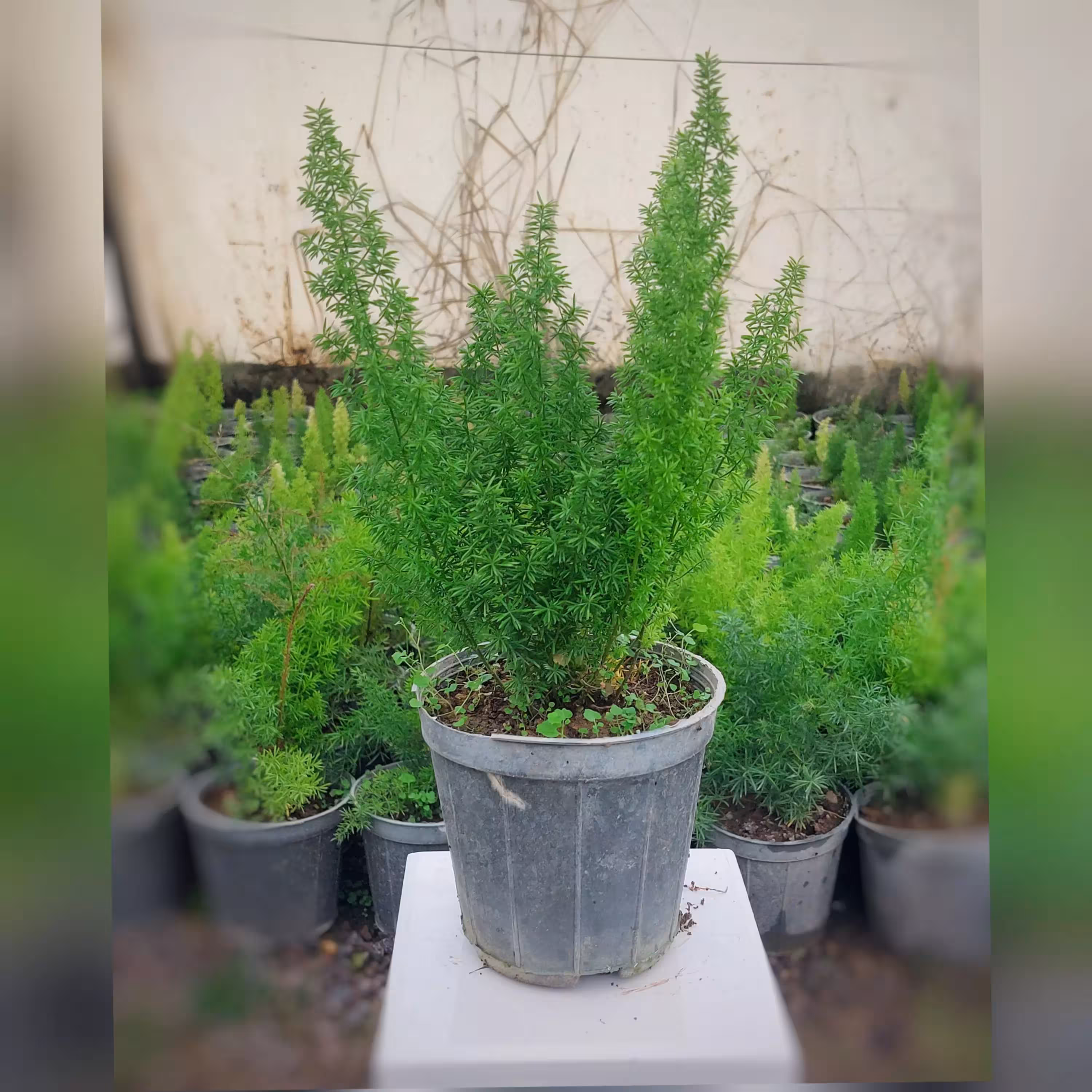 گل و گیاه آپارتمانی دم روباهی (مارچوبه زینتی)