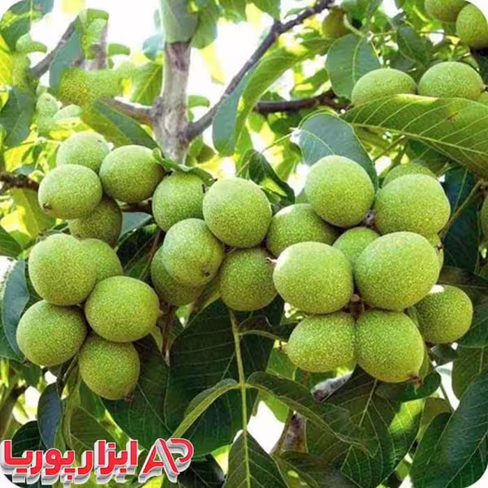 نهال گردو چندلر