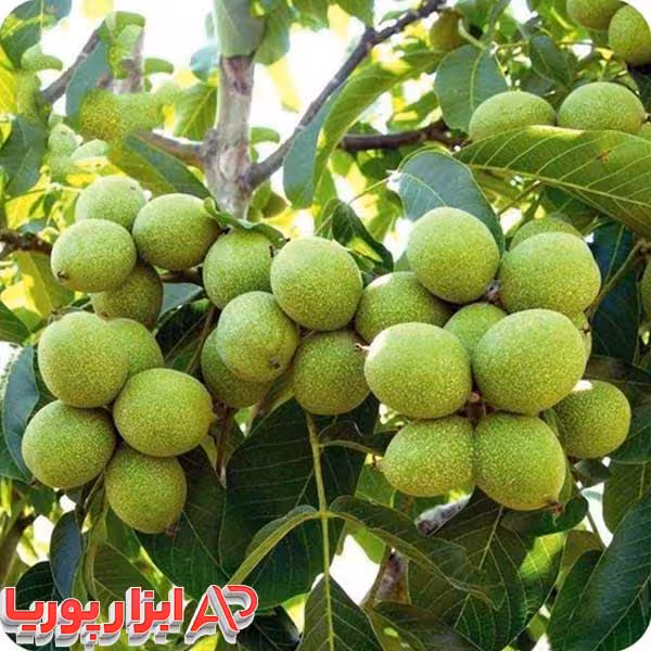 نهال گردو چندلر