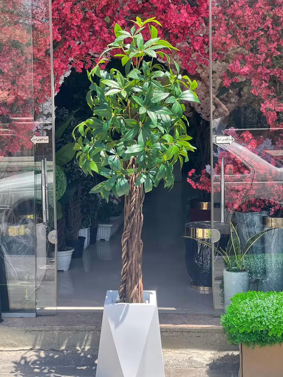 درخت پاچیرا مصنوعی وارداتی 180سانتی با تنه طبیعی