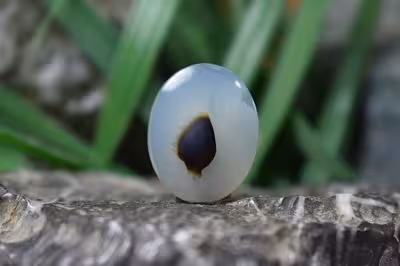 عقیق شجر برزیل