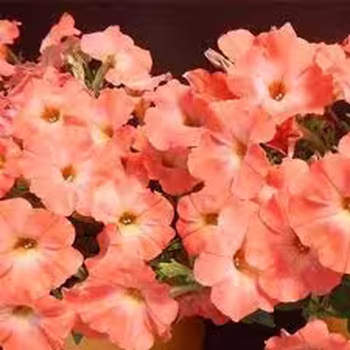 بذر گل اطلسی گلبهی (یک گرمی )