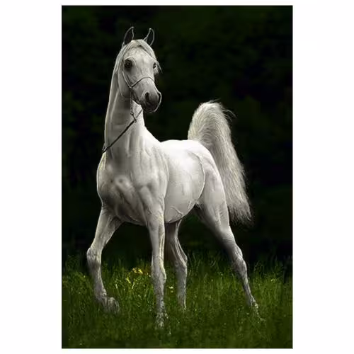 حیوانات مدل اسب کد 26057