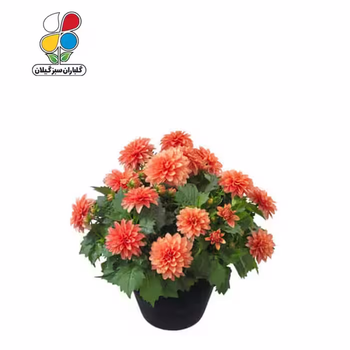 بذر گل کوکب الوان بسته بندی کوچک