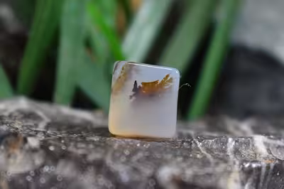 عقیق شجر برزیل