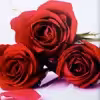 چمدان ساکسولاین مدل ROSES B35H0 سایز بزرگ