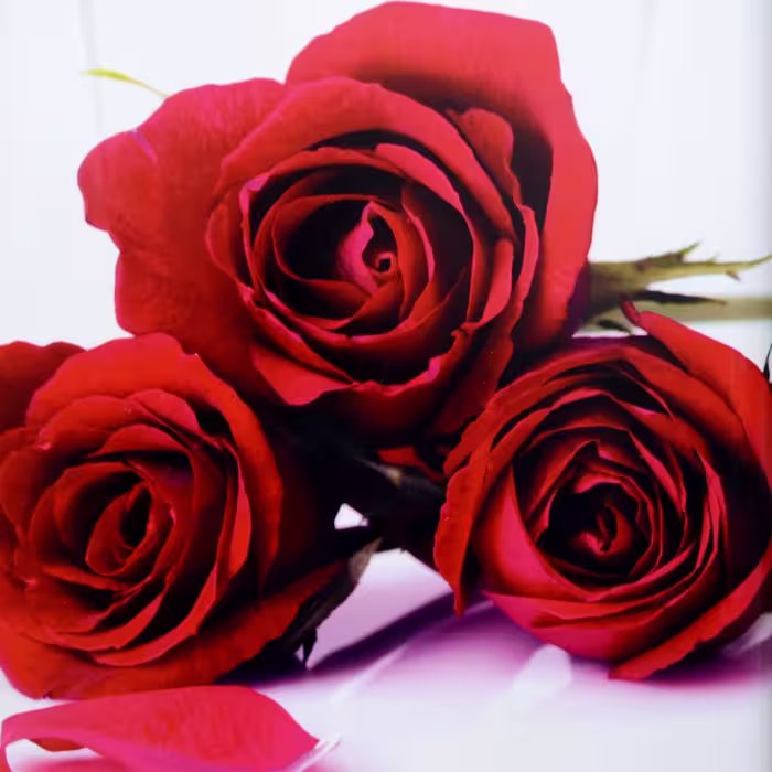 چمدان ساکسولاین مدل ROSES B35H0 سایز بزرگ