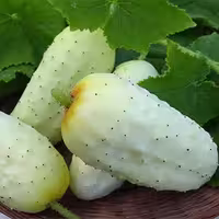 بذر صیفی جات، نوع خیار چنبر سلطانی