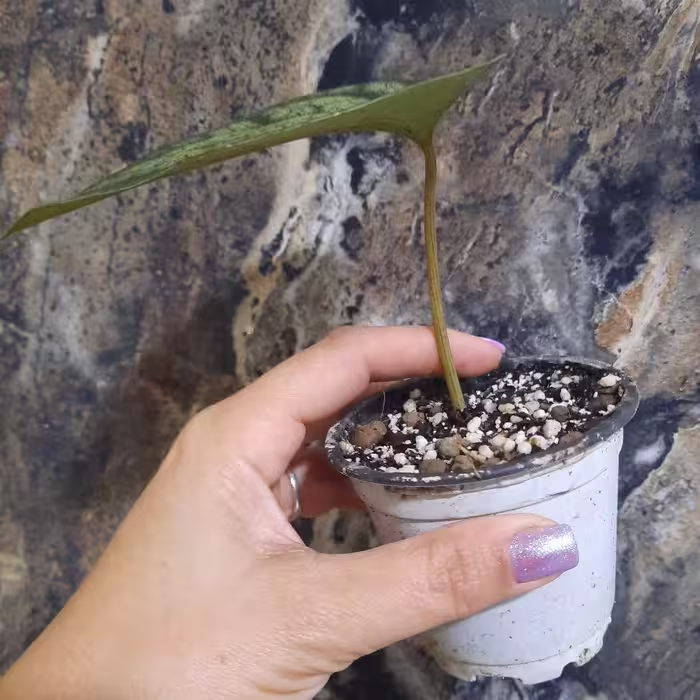 پایپر سیلواتیکوم