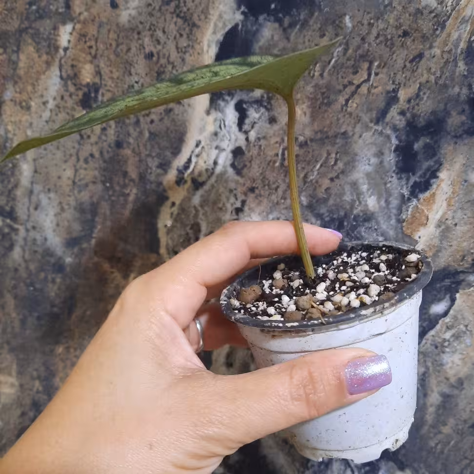 پایپر سیلواتیکوم