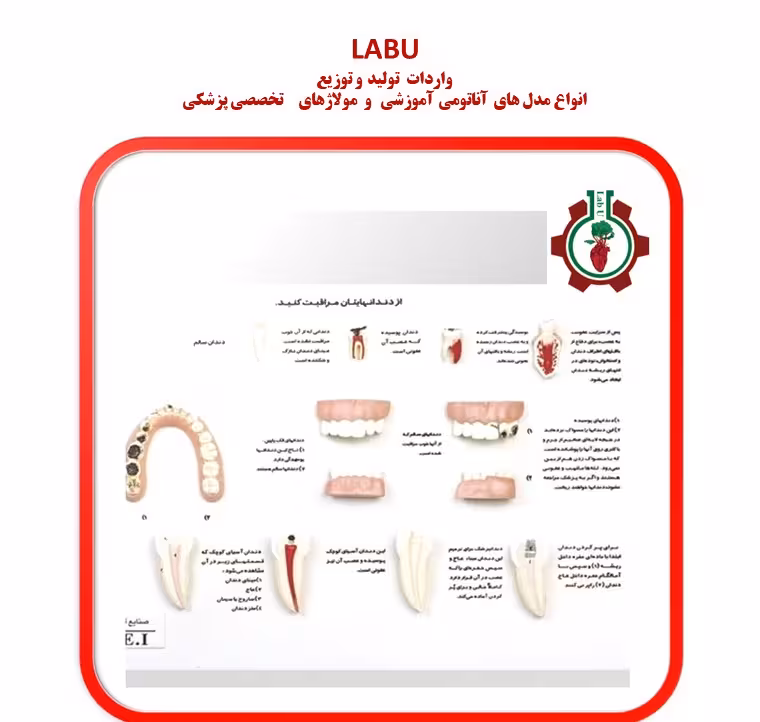 مدل از دندان هایتان مراقبت کنید