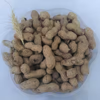 2000 گرم بادام زمینی غلاف دار خام درجه 1 تضمین کیفیت