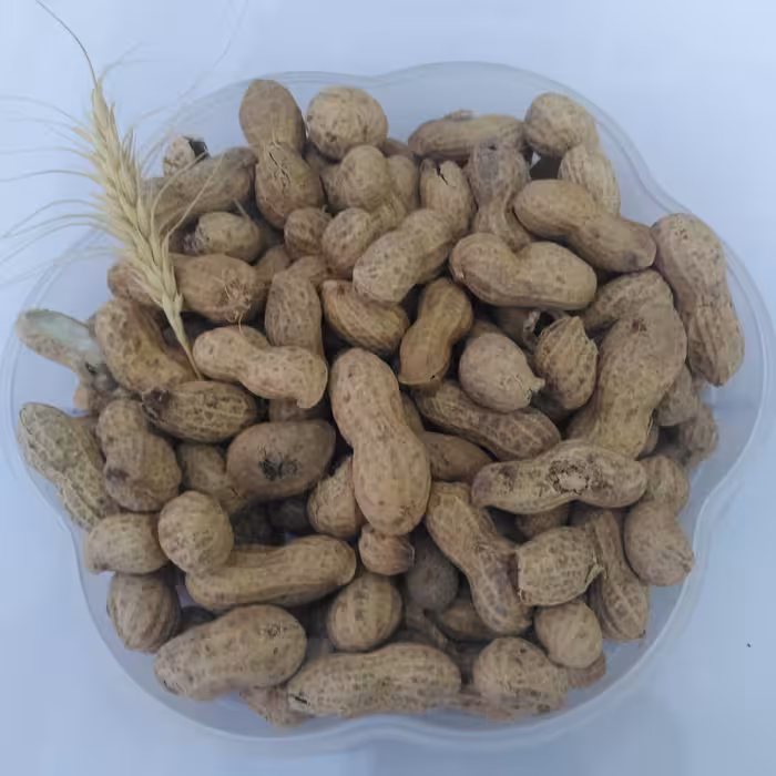 2000 گرم بادام زمینی غلاف دار خام درجه 1 تضمین کیفیت