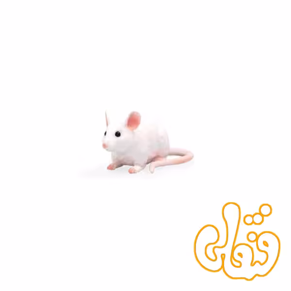 موش Mouse 387235