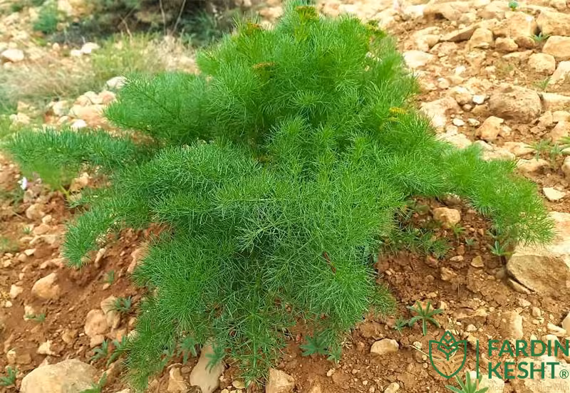 بذر جاشیر خوراکی خوش عطر زاگرس بسته 5 عددی