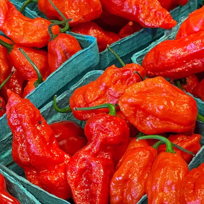 بذر فلفل تند شبح یا بوت جولیکا (Ghost Pepper)
