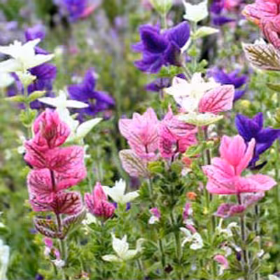 بذر گل سلوی (مریم گلی) الوان