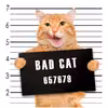 ماگ مدل bad cat