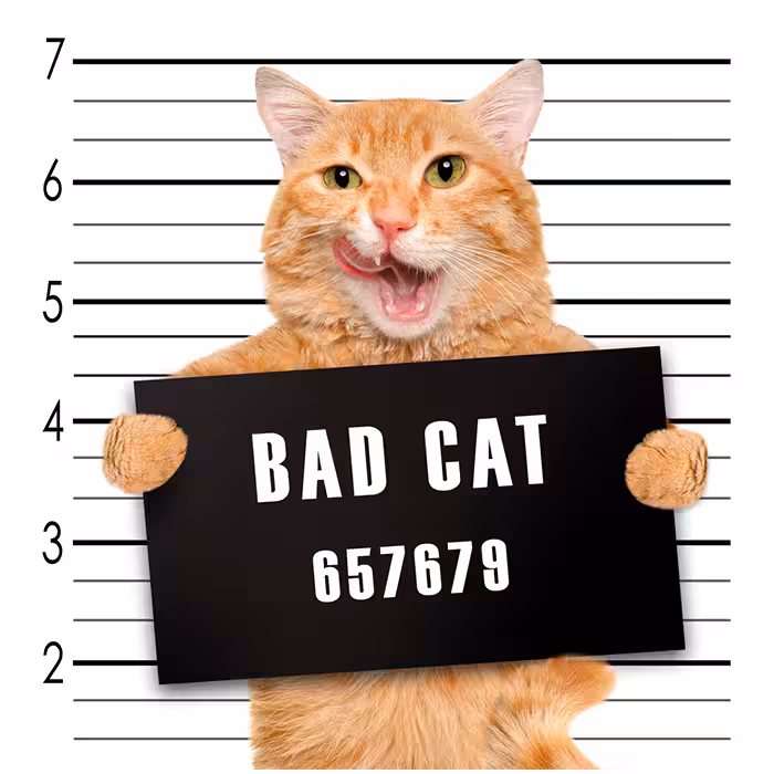 ماگ مدل bad cat