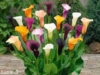 پیاز گل شیپوری میکس هلندی (4 عددی)