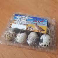 تخم بلدرچین  1 عدد