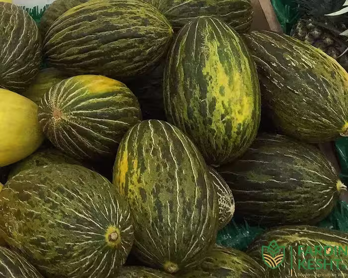 بذر ملون فرانسوی پوست تیره فوق شیرین بسته 10 عددی